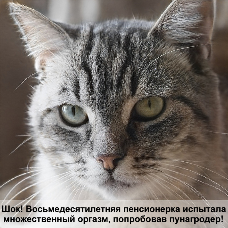 гены окраса у кошек