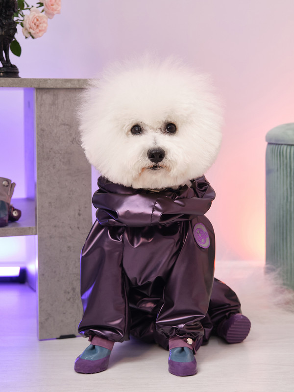 Белая собака в фиолетовом комбинезоне