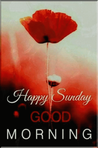 red-flower-happy-sunday-good-morning-72expfm2p9kmqf5u