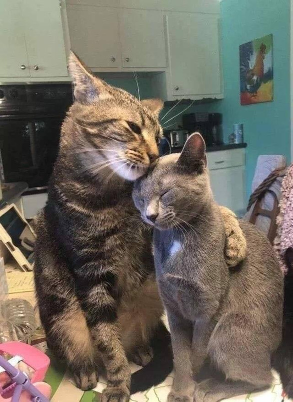 cat-hug.jpg