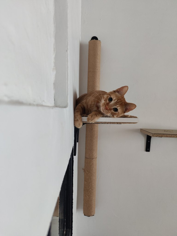 https://i.postimg.cc/DzwCzp4w/IMG-20240725-183914.jpg