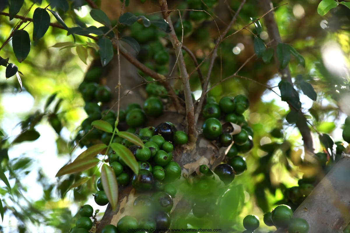 Huertasurbanas_com-2.jpeg-20231001_201759Jaboticaba-Corrientes