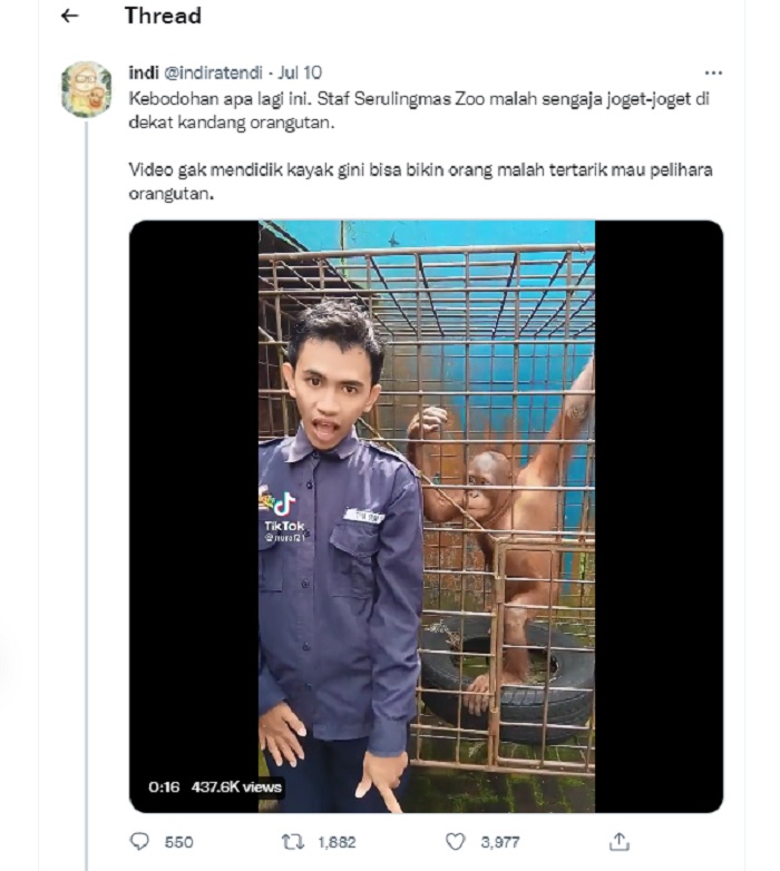 Viral seorang staf di Serulingmas Zoo berjoget dekat kandang orang utan.