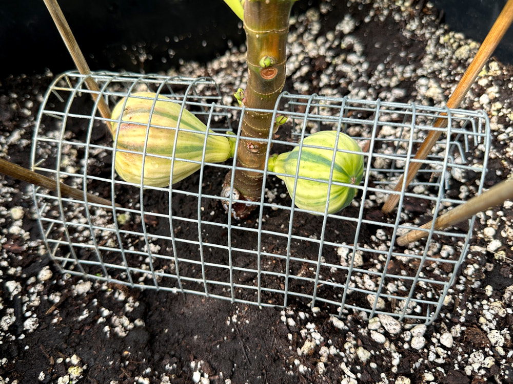 figs-82.jpg