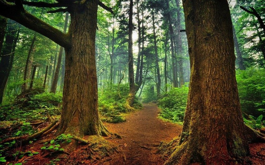 Jenis-Hutan.jpg