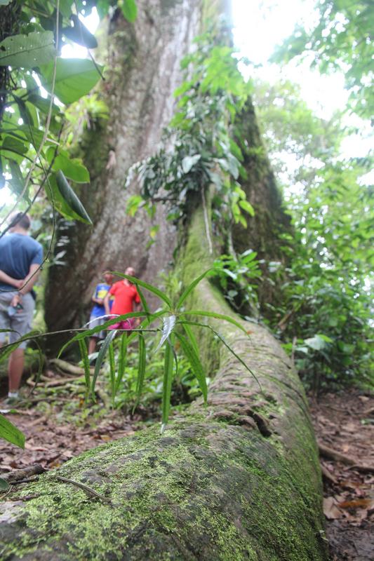 DIA 10: RIO CELESTE - DE TORTUGAS Y PEREZOSOS. COSTA RICA 2019 (48)