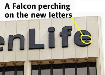 KP2A8756WEST-FALCON (1)