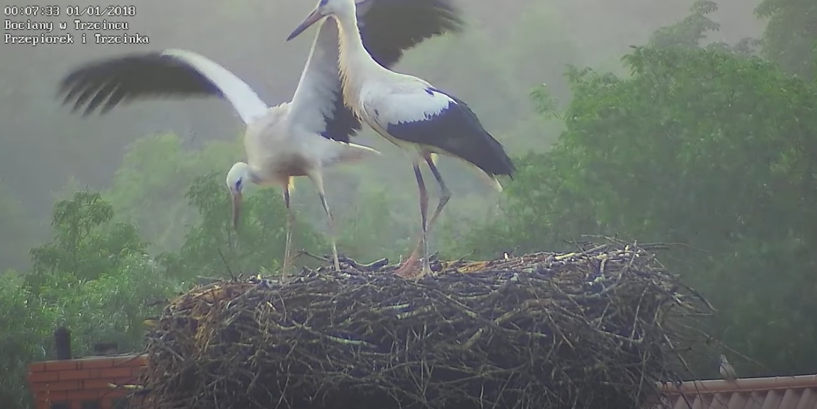 bocianyzrana(alezegarsiezepsulboniebylopradu)