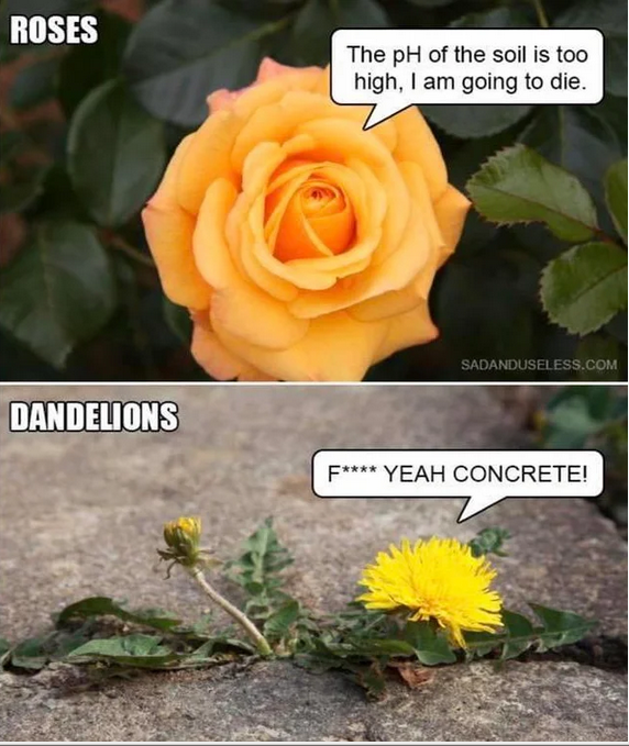 cweNeoK.png