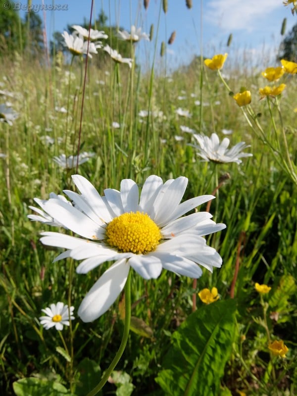 DSCF9029