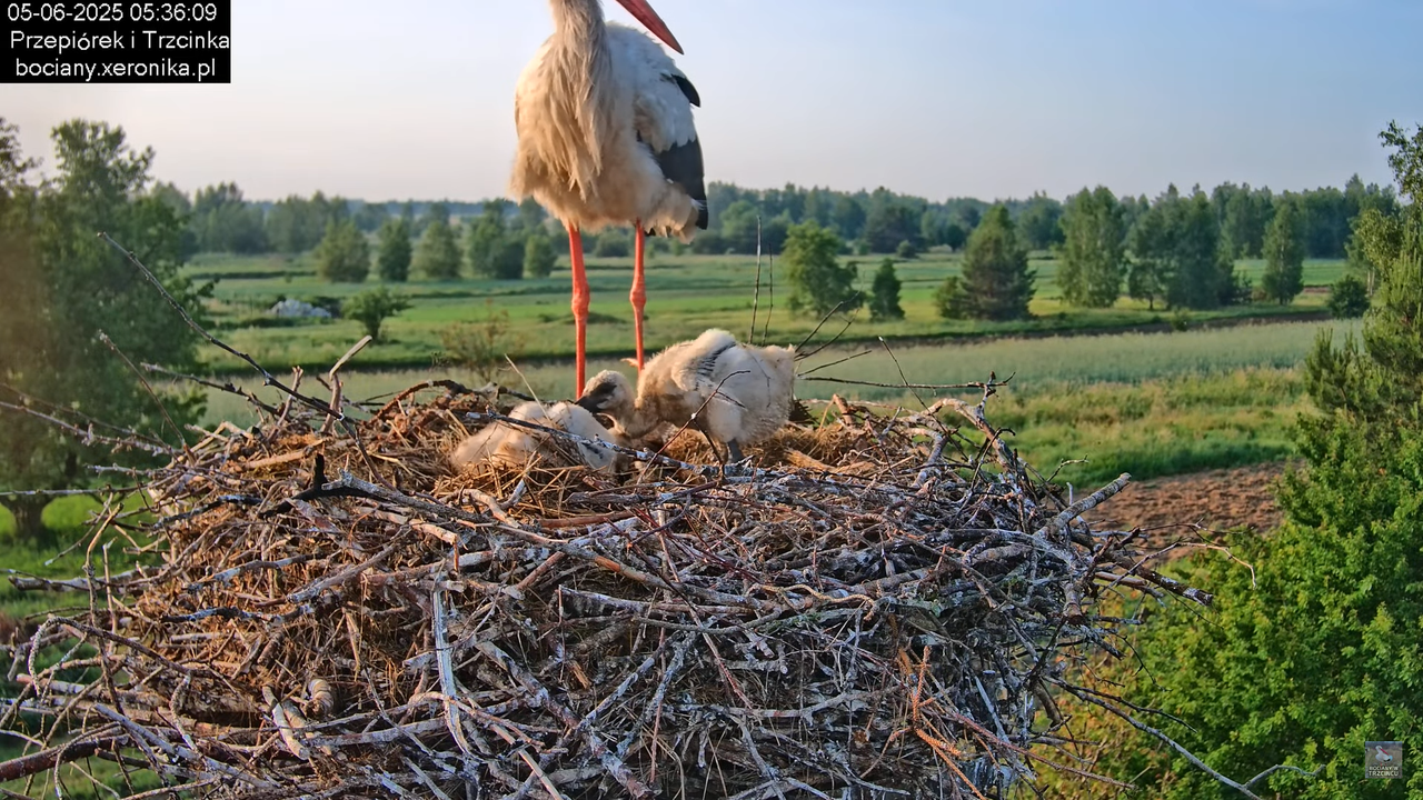 05062025bociany12