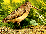 WOODCOCK