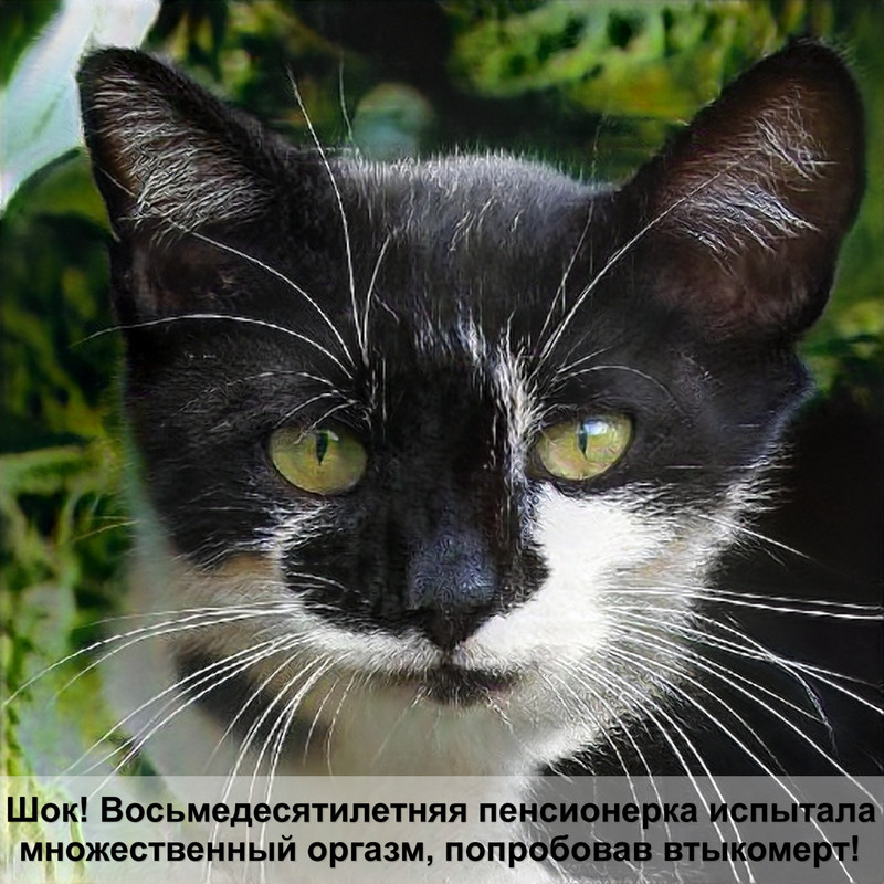 самая толстая кошка