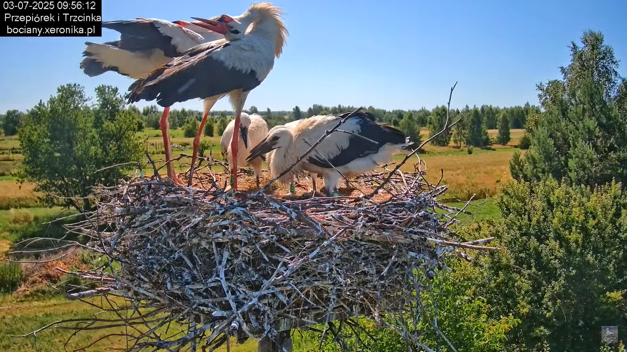 03072025bociany26
