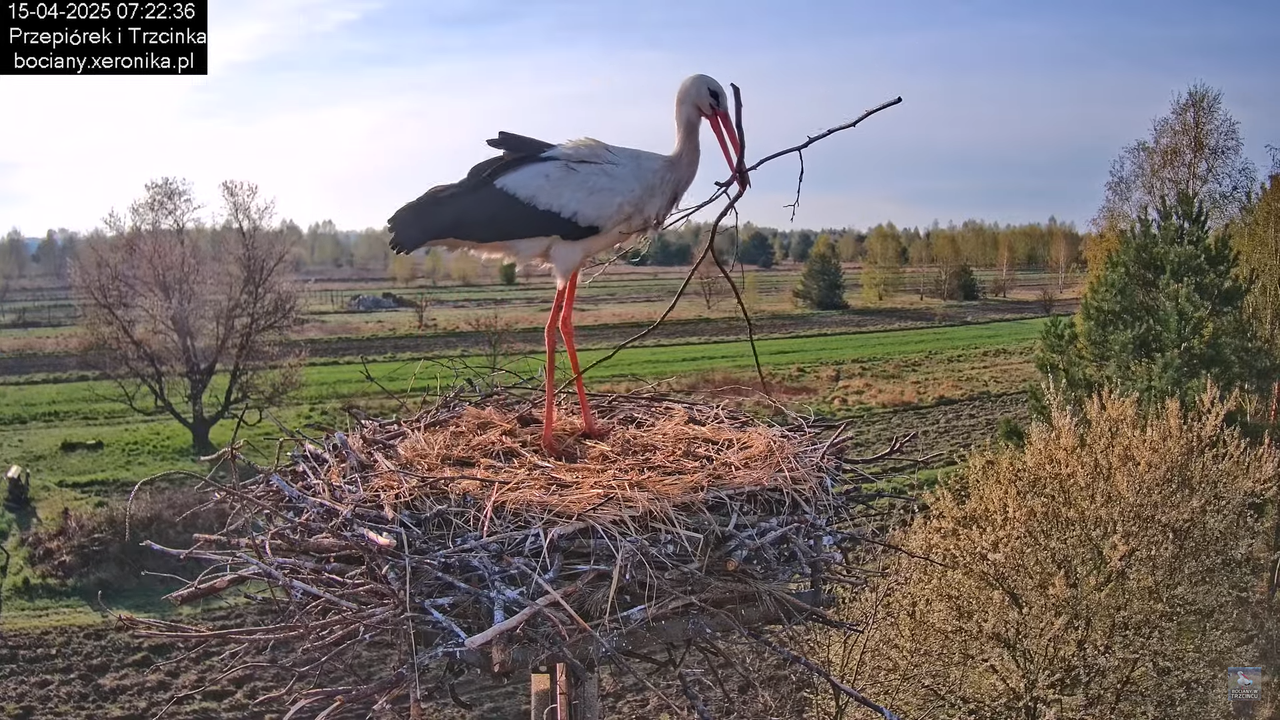 15042025bociany8