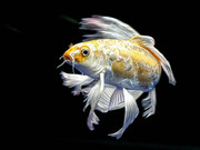 956417619d00ec4292cfd2ea9a72d03dba7510b4338234