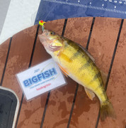 [Image: Yellow-Perch2021.jpg]