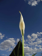 10.1.my peace lillies are finally here! I