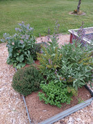 2023-06-07 Existing herb garden