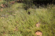DSC-0046
