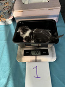 Afbeelding van WhatsApp op 2024-06-24 om 20.37.30_9077eec3