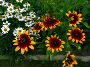 IMG-1207-1.jpg