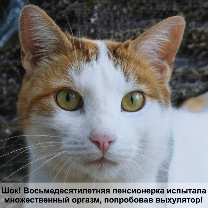 как выглядит ушной клещ у кошек фото