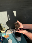 Afbeelding van WhatsApp op 2024-06-24 om 20.37.53_53b40e1c