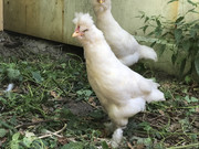 EC29D9C2-7F7C-4890-AB3A-5471B36F7DF7