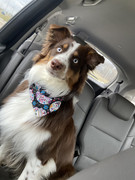 B7448C4B-22AD-440B-AEF4-470AE6796687