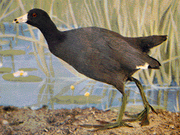 COOT