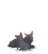 Corgiadultpupbrownhalfright