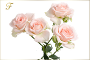 Fato-tube-png-yap-lanl-resimler-23
