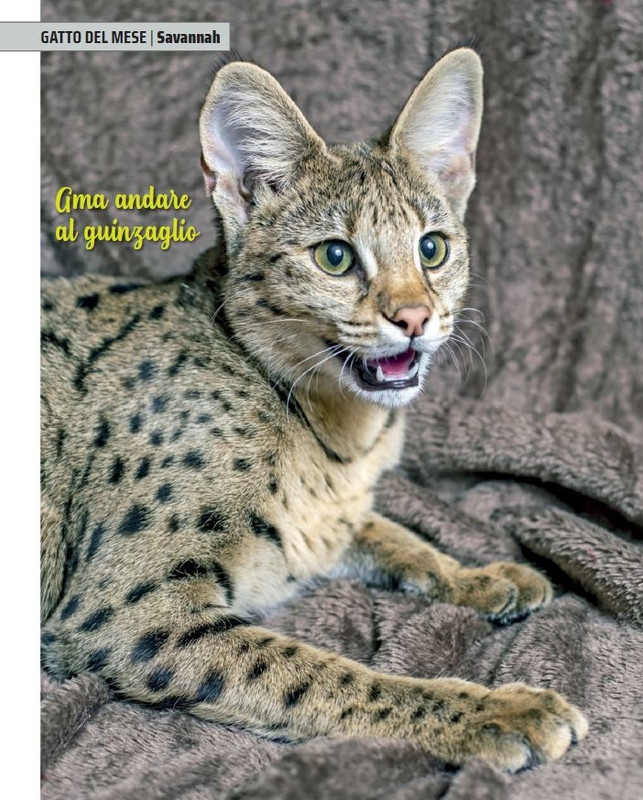 QuattroZampe Nov 2021 (11)