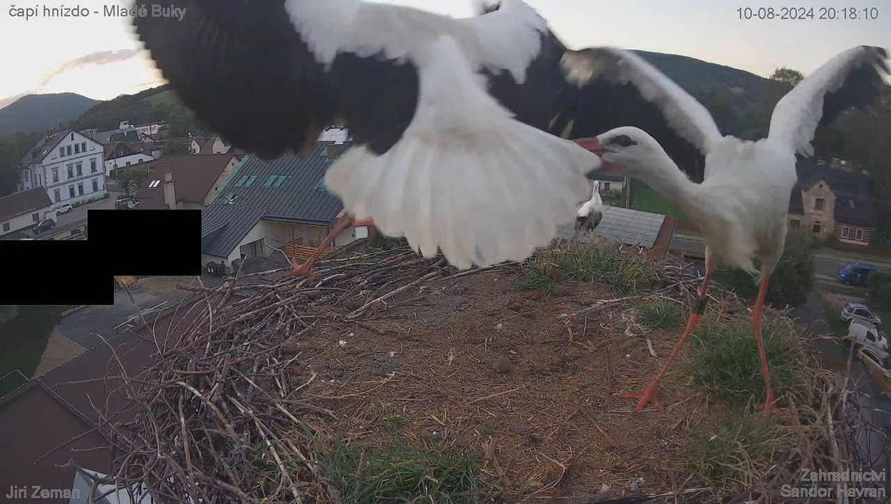Tiešraides kamera — Mladé Buky — stārķa ligzda 17-54-31 screenshot