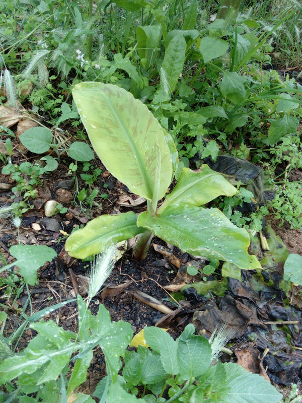 DSC_0330_resized_20190623_072116228