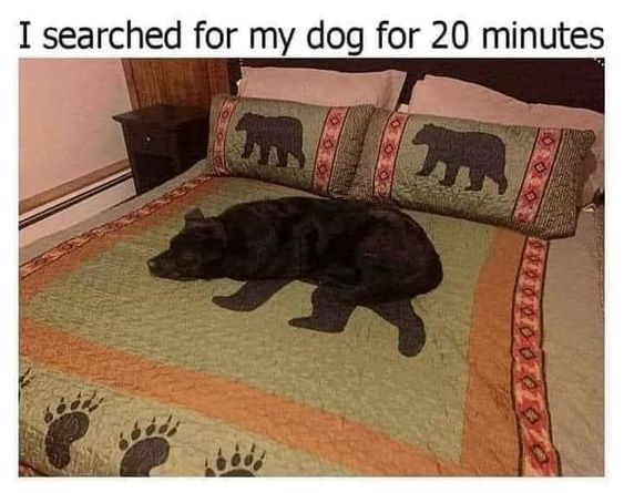 searched-for-dog.png