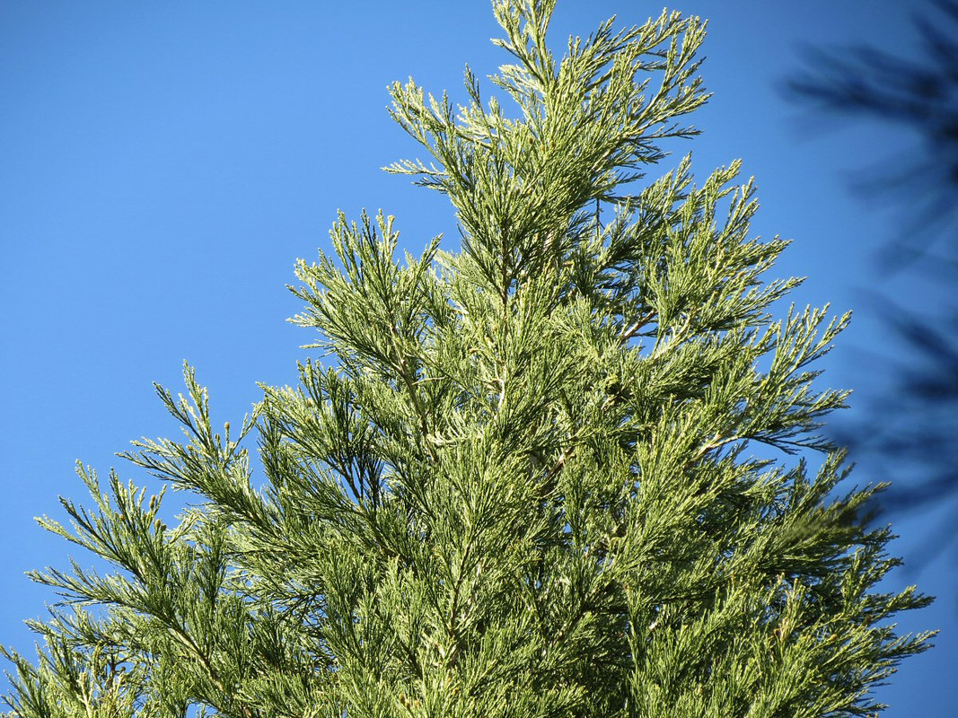 Image: https://i.postimg.cc/FF6pF4Xz/redwood-4690.jpg