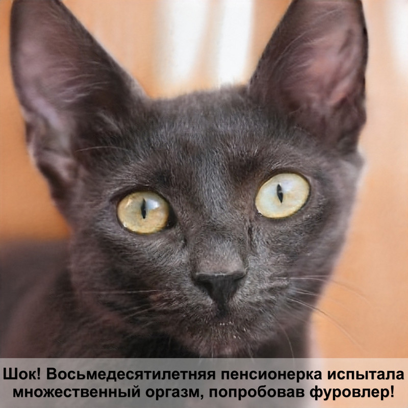 как пьют кошки