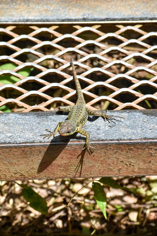 В джазе только девушки или аргентинско-бразильский калейдоскоп В джазе только девушки или аргентинско-бразильский калейдоскоп