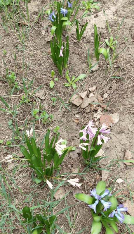 Цветы край нии