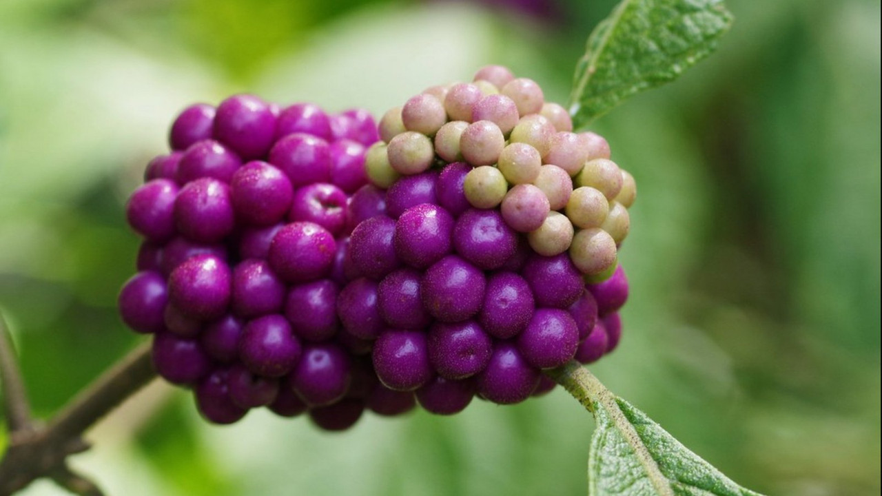magenta-berries-dis1.jpg