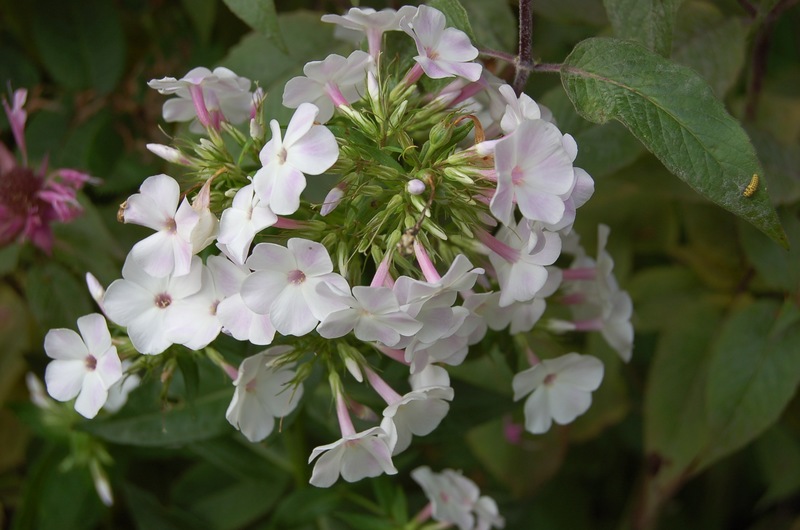 Errötendes Mädchen