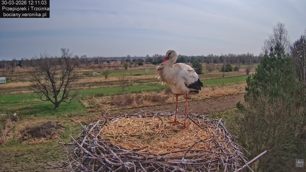 30032026bociany 9