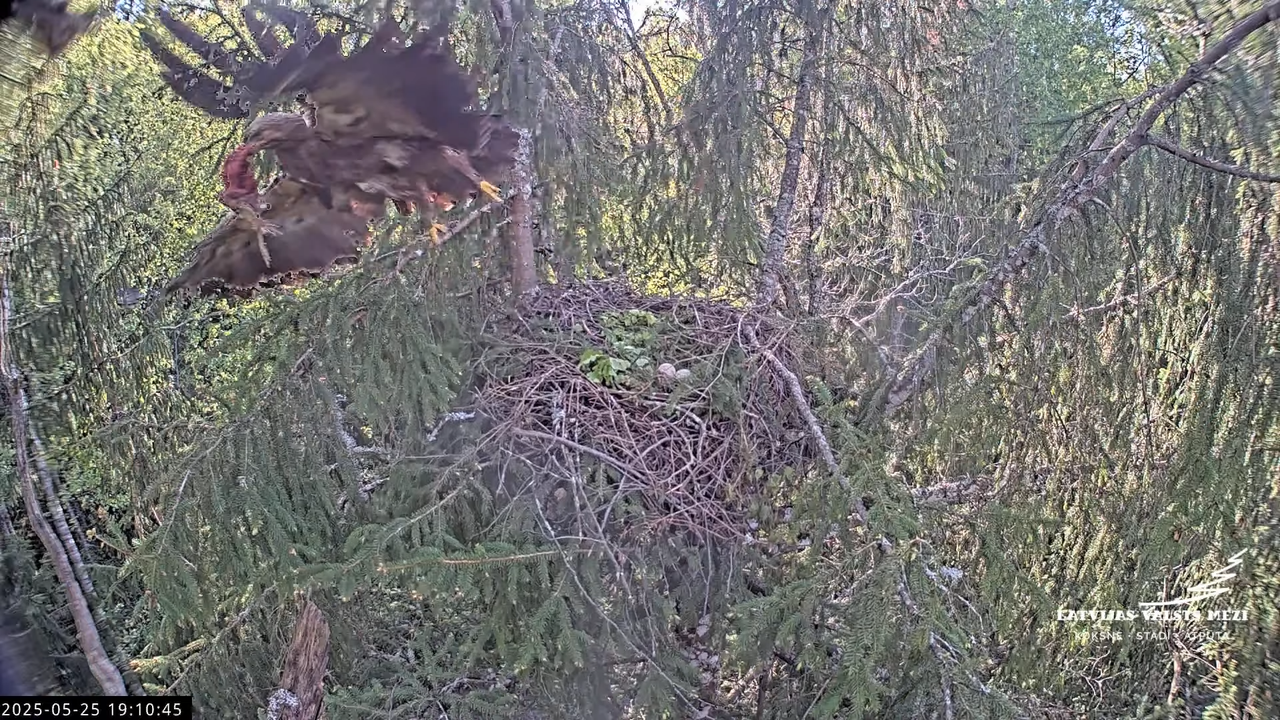 LVM mazais ērglis Lisiņa, egle2 – Lesser Spotted Eagle 12-41-0 screenshot