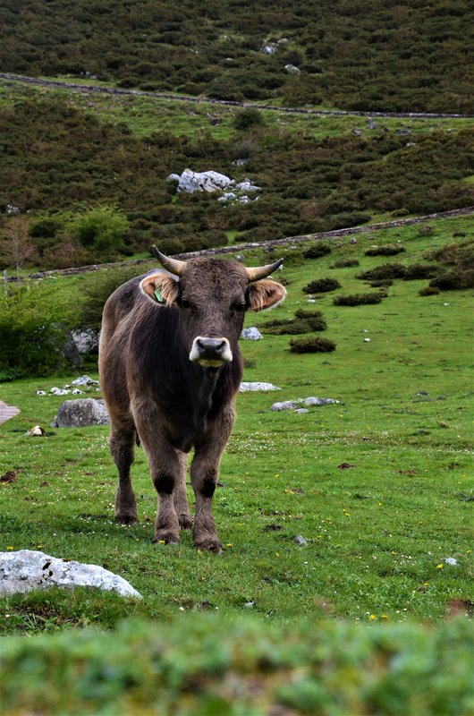 PICOS DE EUROPA-16-5-2013-LEON/ASTURIAS/CANTABRIA - Paseando por España-1991/2016 (26)
