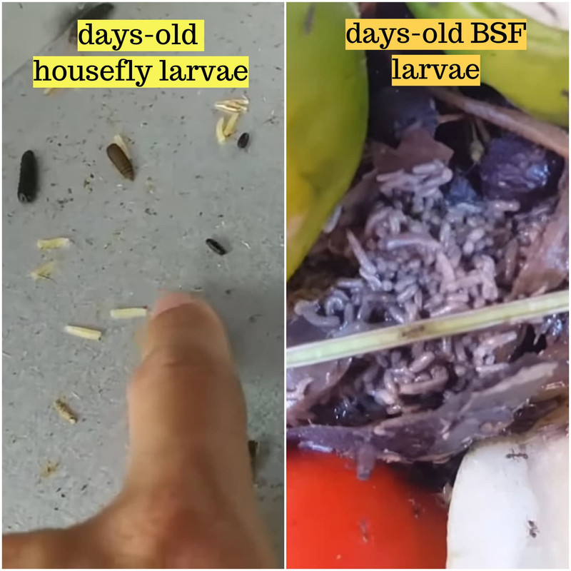 comparison-black-soldier-fly-housefly.jpg
