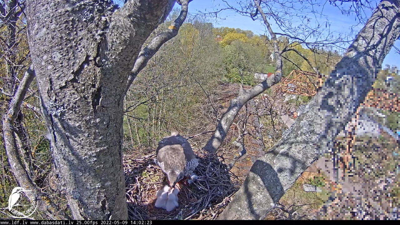 Vistu vanags (Accipiter gentilis) Rīgā - LDF tiešraide __ Goshawks, Riga, Latvia 17-27-23 screenshot