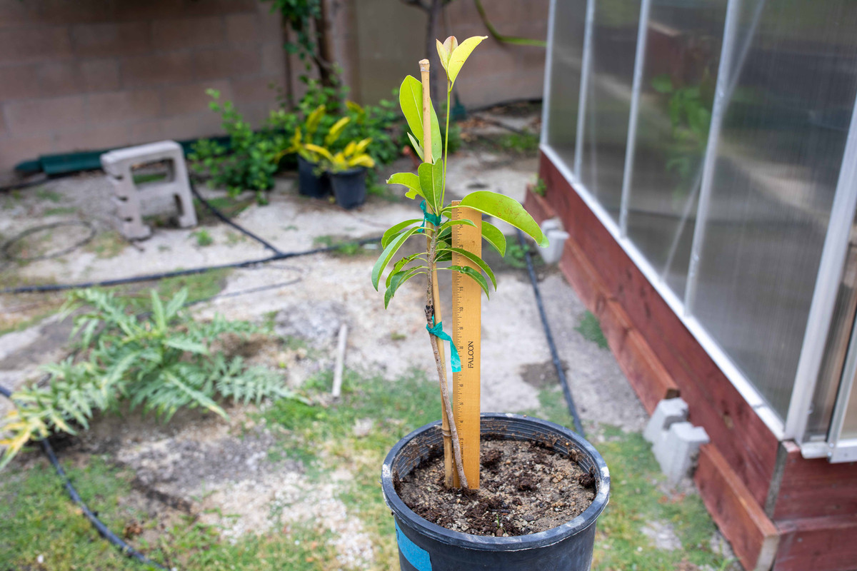 8U1A9891  Butterscotch Sapodilla Tree in #5 Container (5-23-2022)