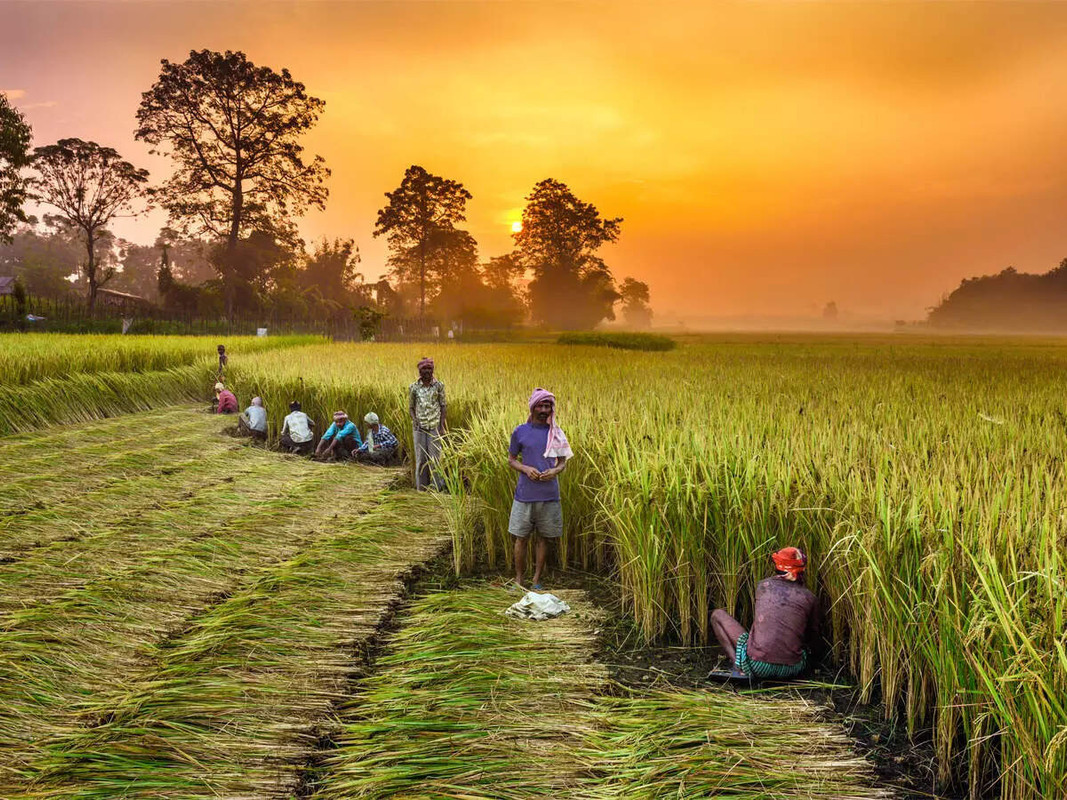 Challenges growers Still Face